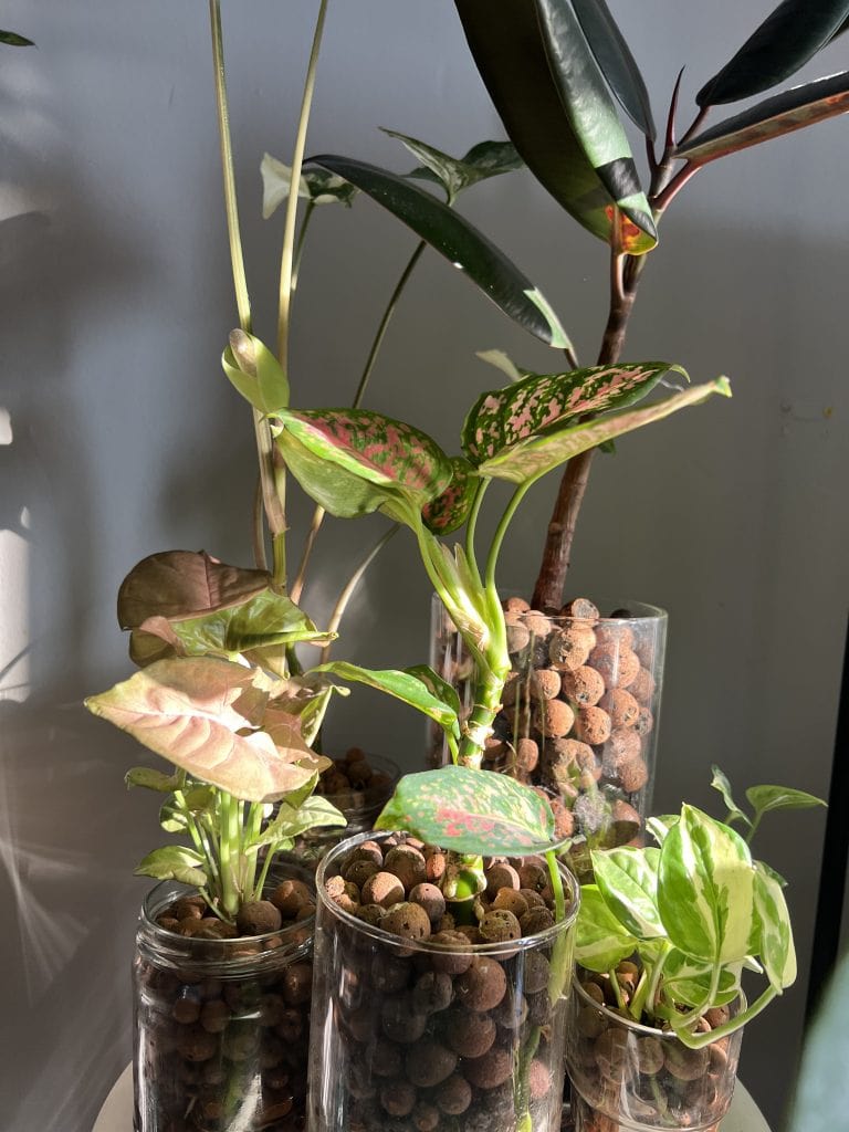 houseplants that thrive without soil